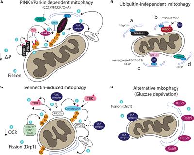 Mammalian Mitophagosome Formation: A Focus on the Early Signals and Steps